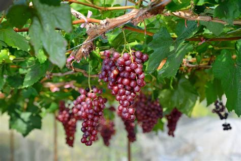 Candy Heart Grapes: Flavor, Benefits, And Uses - Gardeners' Magazine