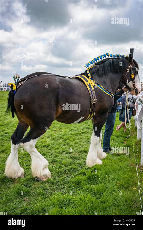 Bay Shire Horse at the Anglesey Show Stock Photo - Alamy