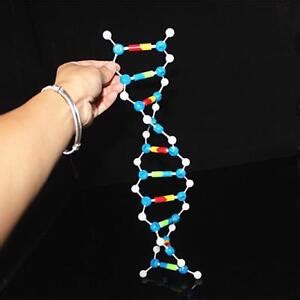 DNA Model Kit Biological Molecular Models Double Helix Molecular ...