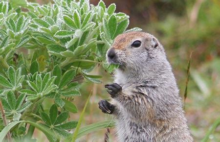 Arctic Ground Squirrel Species Profile, Alaska Department of Fish and Game