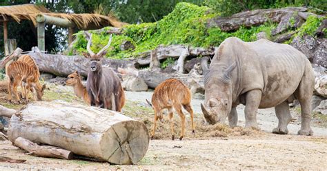 Auckland Zoo - Animals & Wildlife | Hello Auckland - Hello Auckland