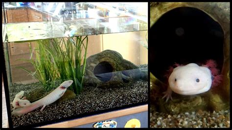 Axolotl Aquarium Setup