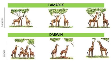 Darwinismo Lamarckismo Mapa Conceitual Lete | SexiezPix Web Porn