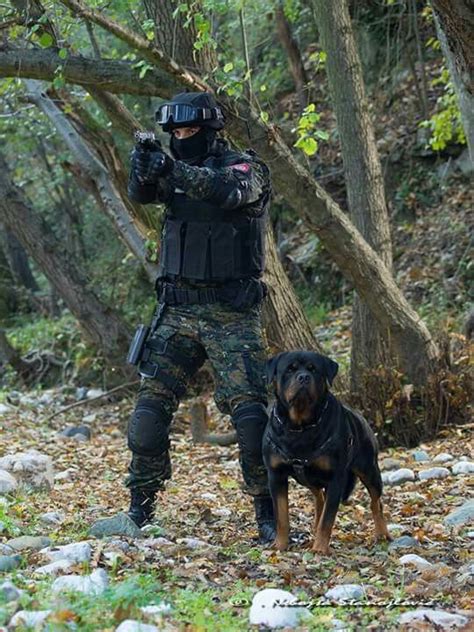 Rottweiler Police Dog In Action