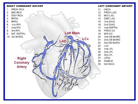 3. Alderman EL, Stadius ML. The angiographic definitions of the Bypass ...