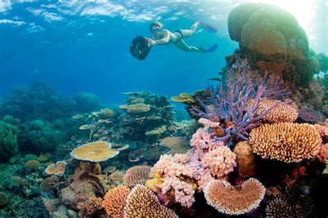 Top snorkelling spots in Australia - Australian Geographic