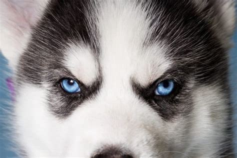 Husky Eye Colors: All Eye Colors Explained (With Pictures)