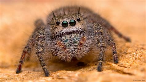 Phidippus princeps jumping spider | Adult female Phidippus p… | Flickr