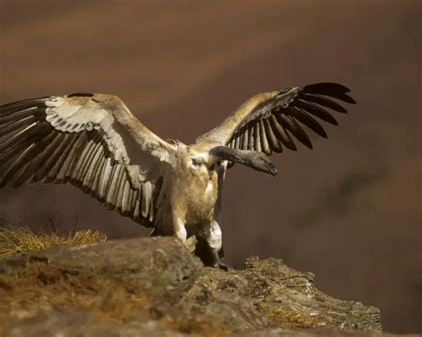 Cape vulture - Facts, Diet, Habitat & Pictures on Animalia.bio