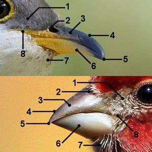 Learn the Parts of a Bird's Bill | Birds, Identifying birds, Bird beaks