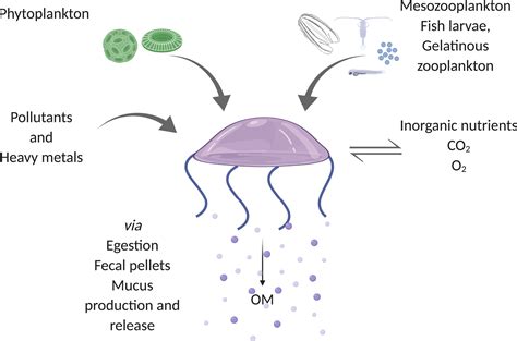 Jellyfish Food Chain