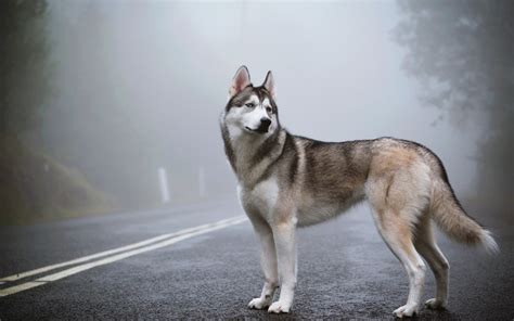 🔥 [40+] Cool Husky Wallpapers | WallpaperSafari