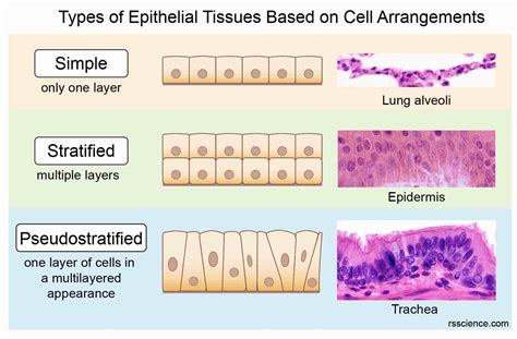 Identify The Epithelial Tissue