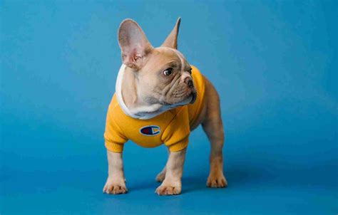 5 French Bulldog Grooming Tips To Help You Maintain Your Pup - iHomePet