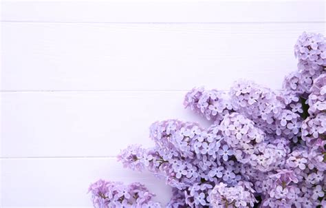 Wallpaper flowers, background, wood, flowers, lilac, purple, lilac ...