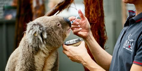 Port Macquarie Koala Hospital | Port Macquarie