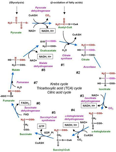 11 Krebs cycle ideas | krebs cycle, biochemistry, biology