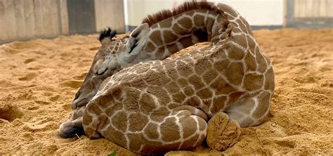 Giraffe Calf Named on World Giraffe Day | North Carolina Zoo