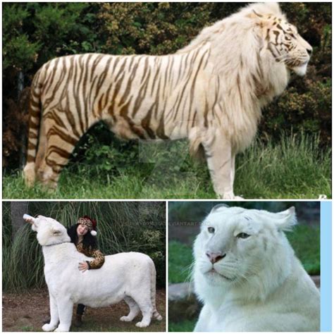 White ligers and tigons by Playboy1204 on DeviantArt