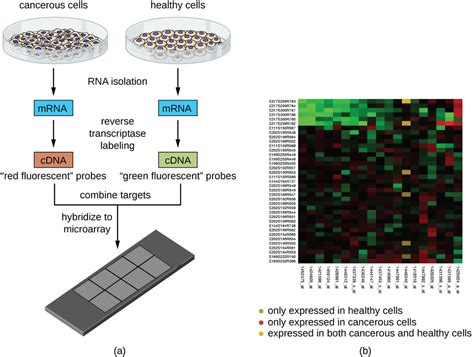 Transcriptomics