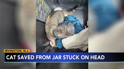 NJ animal rescue: New Jersey man rescues cat with its head stuck in jar ...