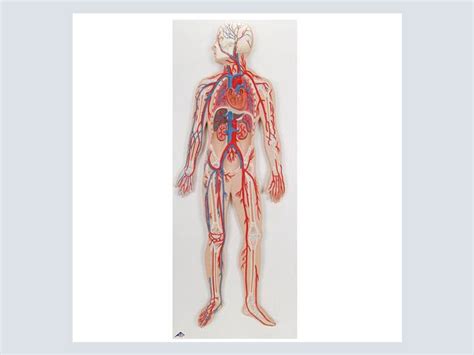 Model - Circulatory System - A-1 Medical Integration