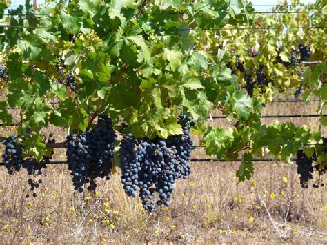 File:Vineyard on Monte Bello Ridge Cabernet Sauvignon.jpg - Wikimedia ...