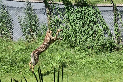 How High Can a Cheetah Jump?