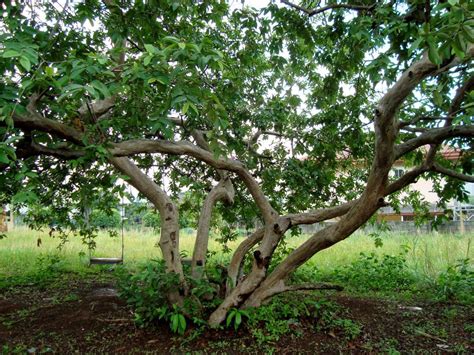 Uses of Guava Tree - HubPages