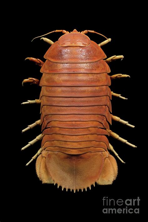 Giant Isopod Specimen Photograph by Pascal Goetgheluck/science Photo ...