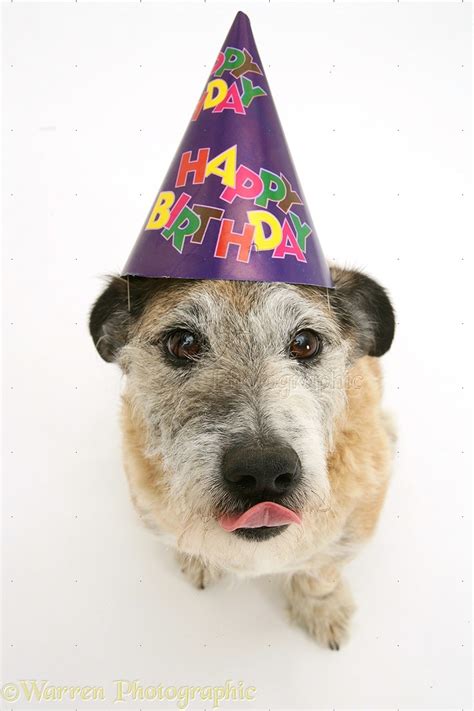 Terrier-cross dog wearing a birthday hat photo WP15218