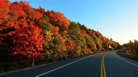 Background Road Nature 4K wallpaper | Autumn trees, Landscape ...