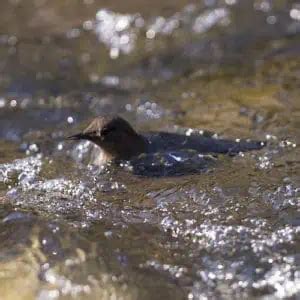 15 Fun & Surprising Dipper Bird Facts - Pond Informer