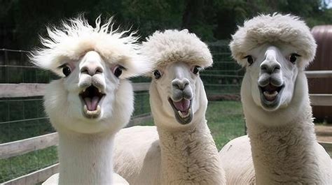 Three Alpacas With Their Tongues Out Are Laughing Background, Wtf Funny ...