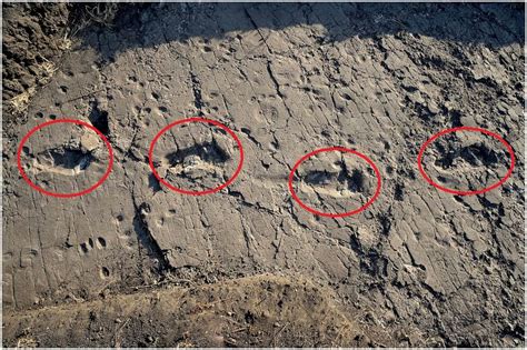 Meet the 3.6 million-year-old footprints of Africa