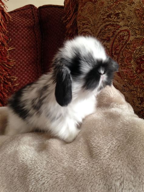 Baby Holland Lops | Bunny, Animals, Adorable