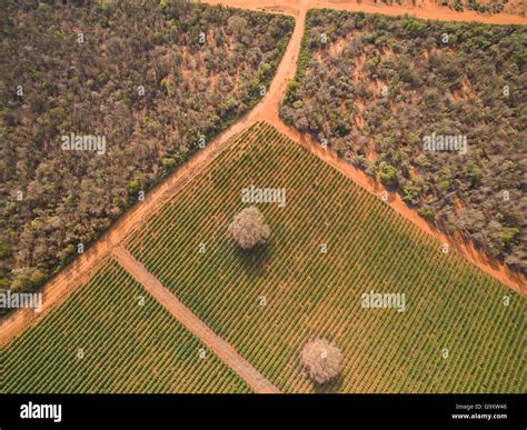 Aerial view of Sisal (Agave sisalana) plantation alongside spiny forest ...