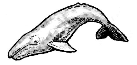 Gray Whale | Whale illustration, Gray whale, Whale tattoos