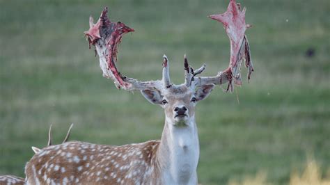 Deer Shedding Velvet Looks Painful But It's All Part Of Antler Life ...