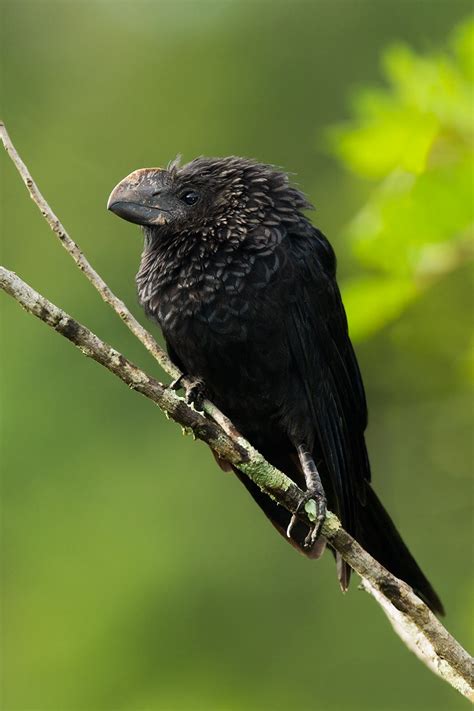 Seanan's Tumblr | fairy-wren: Smooth Billed Ani