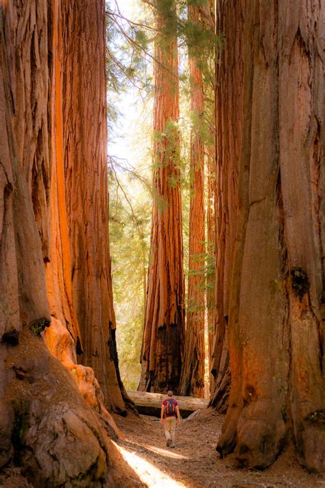 10 Best Things to Do in Sequoia & Kings Canyon National Park — noahawaii