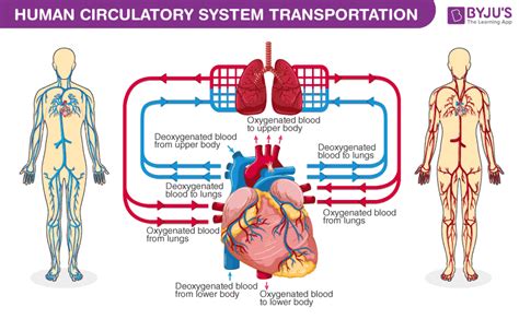 Human Circulatory System - Organs, Diagram and Its Functions