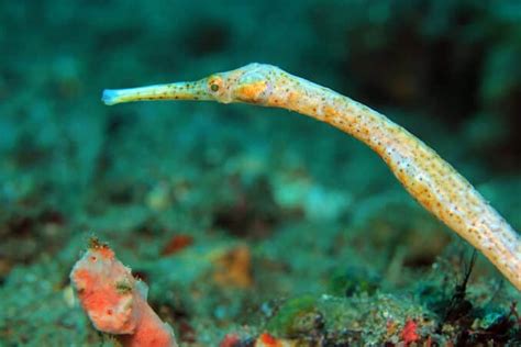 Pipefish Care, Diet, Habitat, and Species Guide | Fishkeeping World