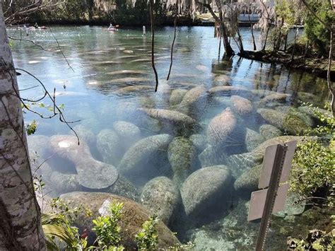 Manatees at Three Sisters Spring in Crystal River, FL | Animals of the ...