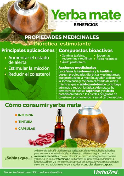 Yerba Mate Benefits at Evelyn Fortunato blog