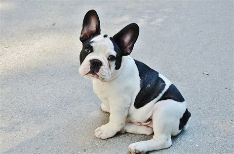 French Bulldog Grooming: Bathing, Shedding, and More