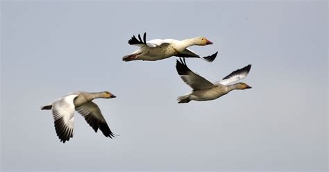 Early geese migration might mean early spring