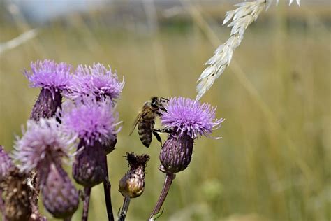 Honey Bee Flower Pollination - Free photo on Pixabay - Pixabay