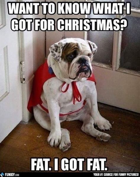 23 Holiday Animal Memes As A Forewarning Of What's To Come And To Bring ...