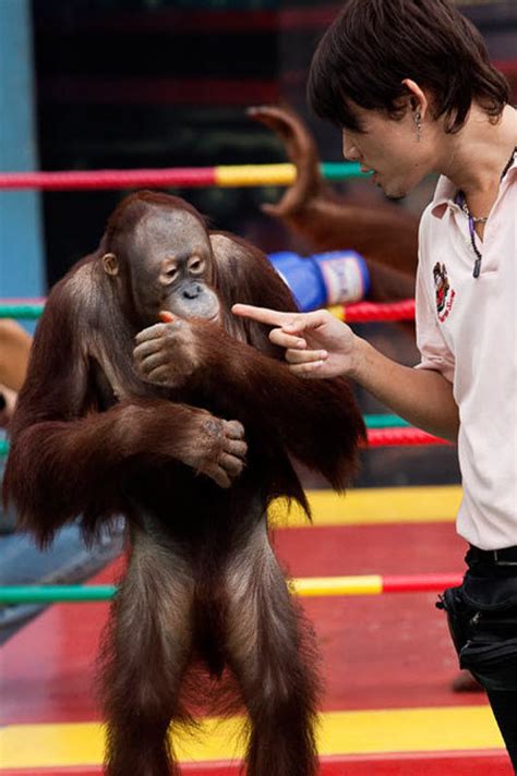 Orangutan Boxing Show (14 pics) - Izismile.com